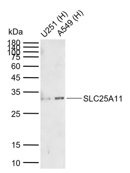 SLC25A15 antibody