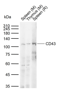 CD43 Rabbit Polyclonal Antibody