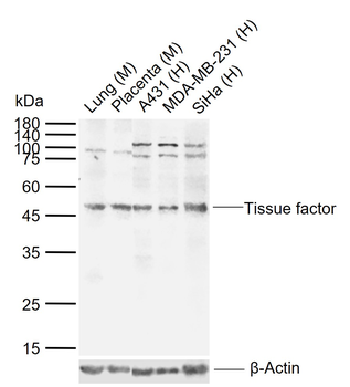 Tissue factor Rabbit Polyclonal Antibody