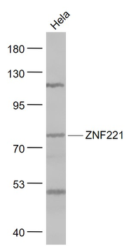 ZNF221 Rabbit Polyclonal Antibody