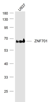 ZNF701 Rabbit Polyclonal Antibody