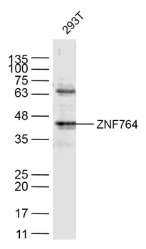 ZNF764 Rabbit Polyclonal Antibody