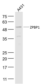 ZPBP1 Rabbit Polyclonal Antibody