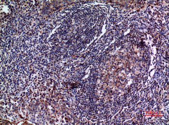 IL-28 Rabbit Polyclonal Antibody