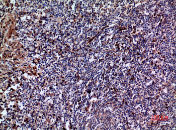 IL-28 Rabbit Polyclonal Antibody