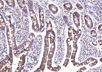 COX4I1 Mouse Monoclonal Antibody (Mitochondrial Loading Control)