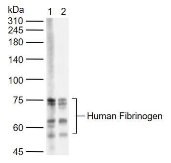 Human Fibrinogen Goat Polyclonal Antibody
