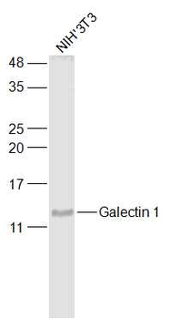 Galectin 1 Rabbit Polyclonal Antibody