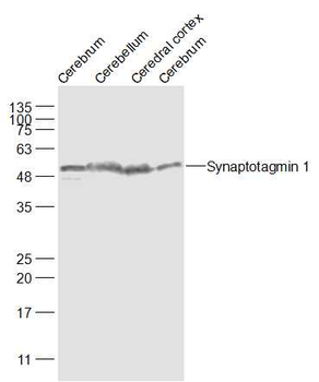 Synaptotagmin 1 Rabbit Polyclonal Antibody