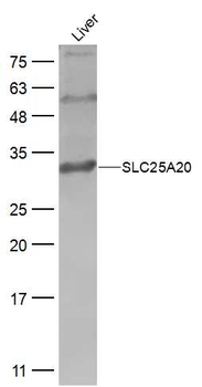 SLC25A20 Rabbit Polyclonal Antibody