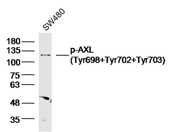 Phospho-AXL (Tyr698+Tyr702+Tyr703) Rabbit Polyclonal Antibody