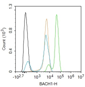 BACH1 Rabbit Polyclonal Antibody