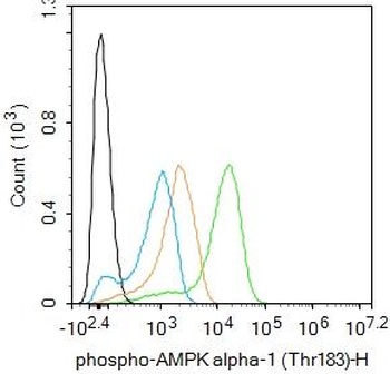 AMPK alpha 1 antibody