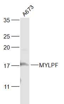 MYLPF Rabbit Polyclonal Antibody
