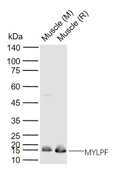 MYLPF Rabbit Polyclonal Antibody