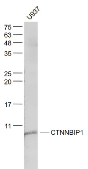 CTNNBIP1 Rabbit Polyclonal Antibody