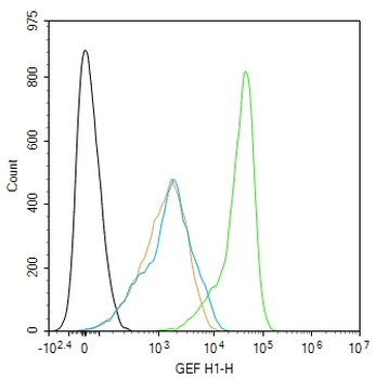GEF H1 Rabbit Polyclonal Antibody