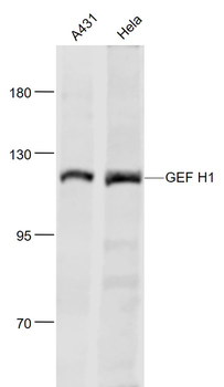 GEF H1 Rabbit Polyclonal Antibody