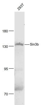 Sin3b Rabbit Polyclonal Antibody