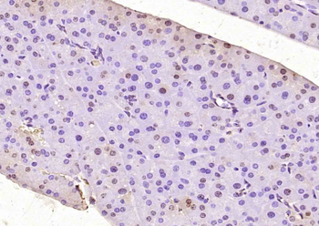 ASF1A Rabbit Polyclonal Antibody