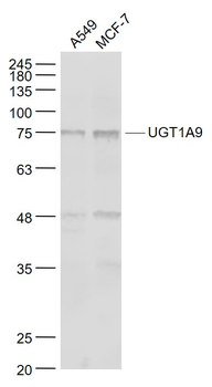 UGT1A9 Rabbit Polyclonal Antibody