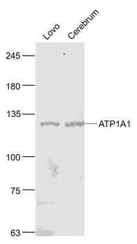 ATP1A1 Rabbit Polyclonal Antibody