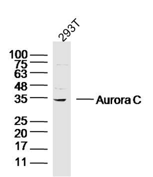 Aurora C Rabbit Polyclonal Antibody