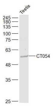 CT054 Rabbit Polyclonal Antibody