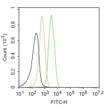 NG2 Rabbit Polyclonal Antibody (FITC)