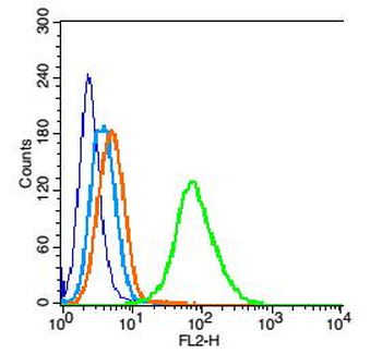 Phospho-Bid (Ser61) Rabbit Polyclonal Antibody