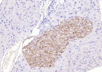 BMP8b Rabbit Polyclonal Antibody