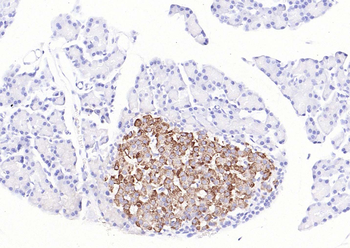 BMP8b Rabbit Polyclonal Antibody