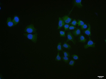 Phospho-RAC1 + RAC2 (Ser71) Rabbit Polyclonal Antibody