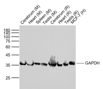 GAPDH Mouse Monoclonal Antibody (HRP)