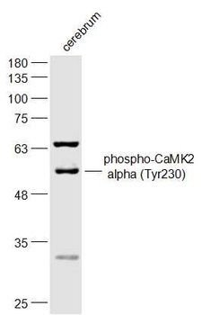 CaMK2 alpha (phospho-Tyr231) antibody