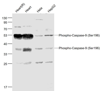 Phospho-Caspase-9 (Ser196) Rabbit Polyclonal Antibody