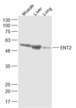 ENT2 Rabbit Polyclonal Antibody (HRP)