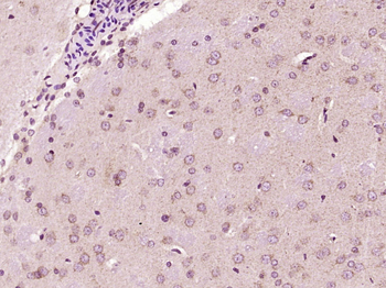 Phospho-NDEL1 (Ser231) Rabbit Polyclonal Antibody