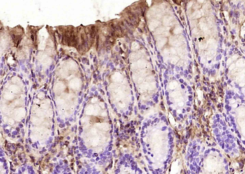 Selenium Binding Protein 1 Rabbit Polyclonal Antibody