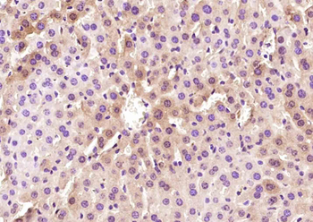 Selenium Binding Protein 1 Rabbit Polyclonal Antibody