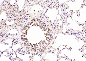 Selenium Binding Protein 1 Rabbit Polyclonal Antibody