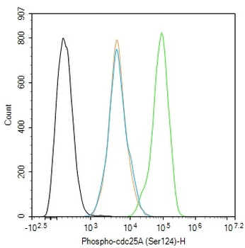 Phospho-cdc25A (Ser124) Rabbit Polyclonal Antibody