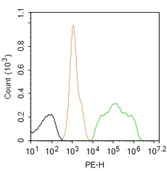 FOXP3 Rabbit Polyclonal Antibody (PE)
