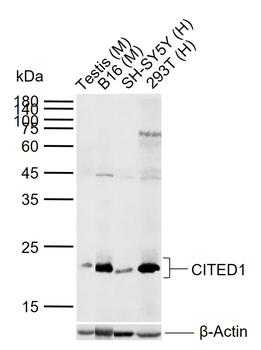 CITED1 Rabbit Polyclonal Antibody