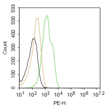 Connexin 43 Rabbit Polyclonal Antibody (PE)