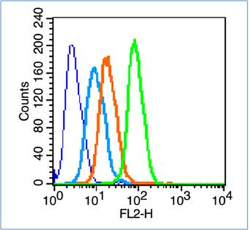 Phospho-CREB-1 (Ser142) Rabbit Polyclonal Antibody