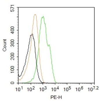 ChAT Rabbit Polyclonal Antibody (PE)