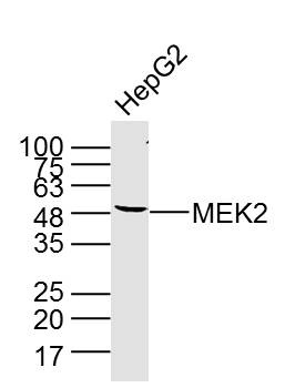 MEK2 antibody