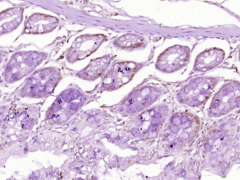 Histone H3 (tri methyl K9) Mouse Monoclonal Antibody