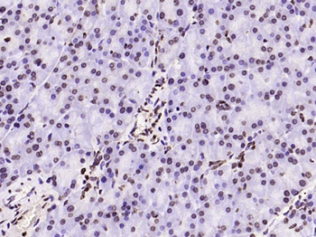 Histone H3 (mono methyl K79) Mouse Monoclonal Antibody